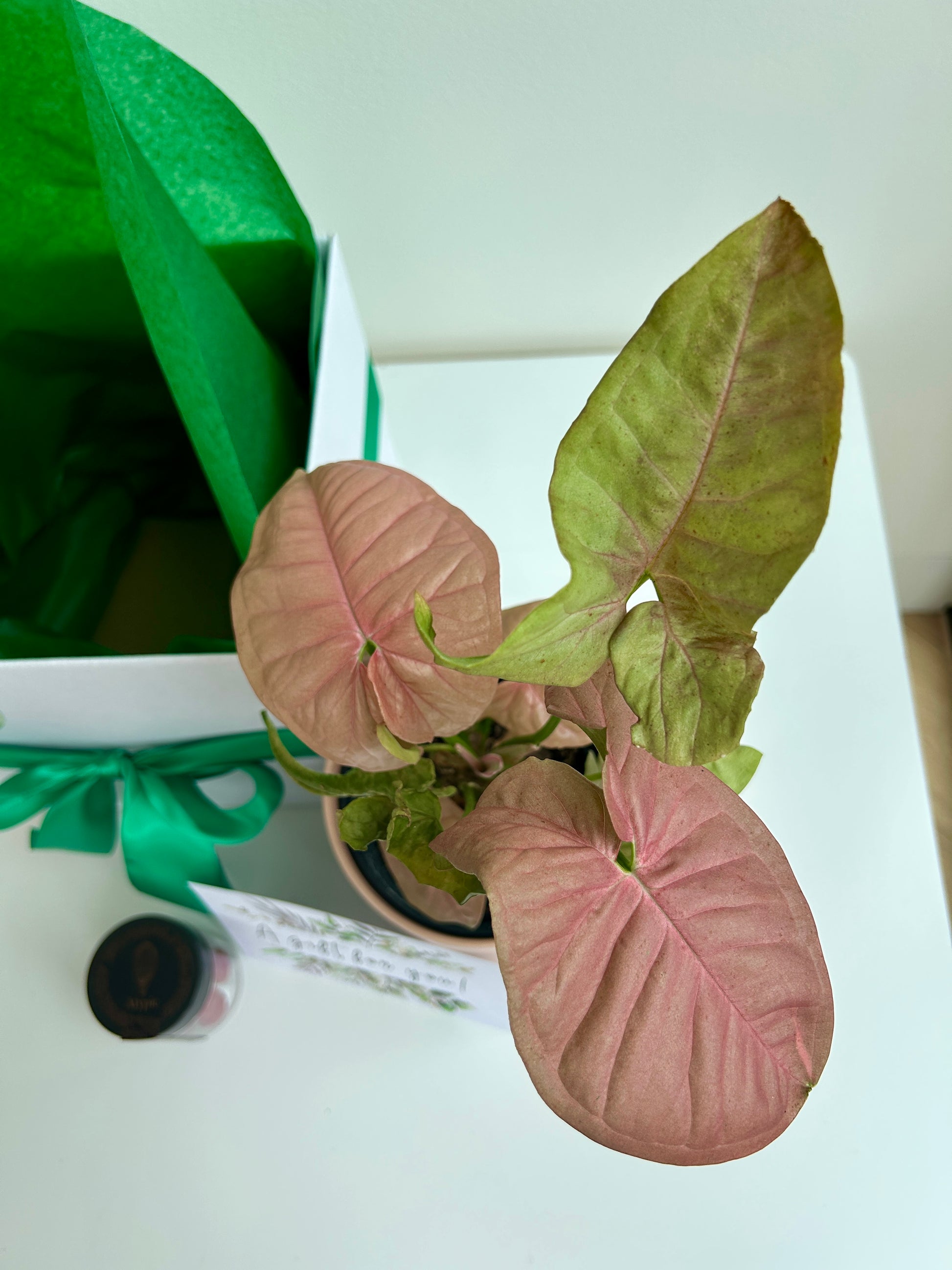 Plant Indulgence Gift Box Pink Syngonium Neon Robusta Pink Leaves
