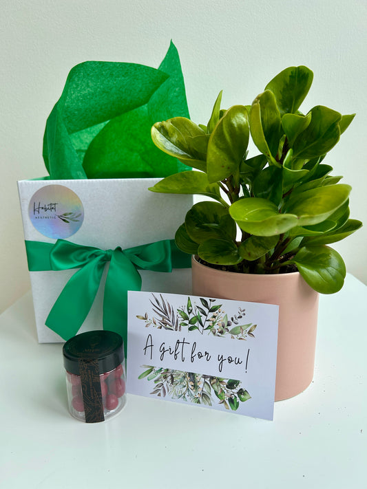 Plant Indulgence Gift Box Rubber Plant Lemon Lime Peperomia Obtusifolia