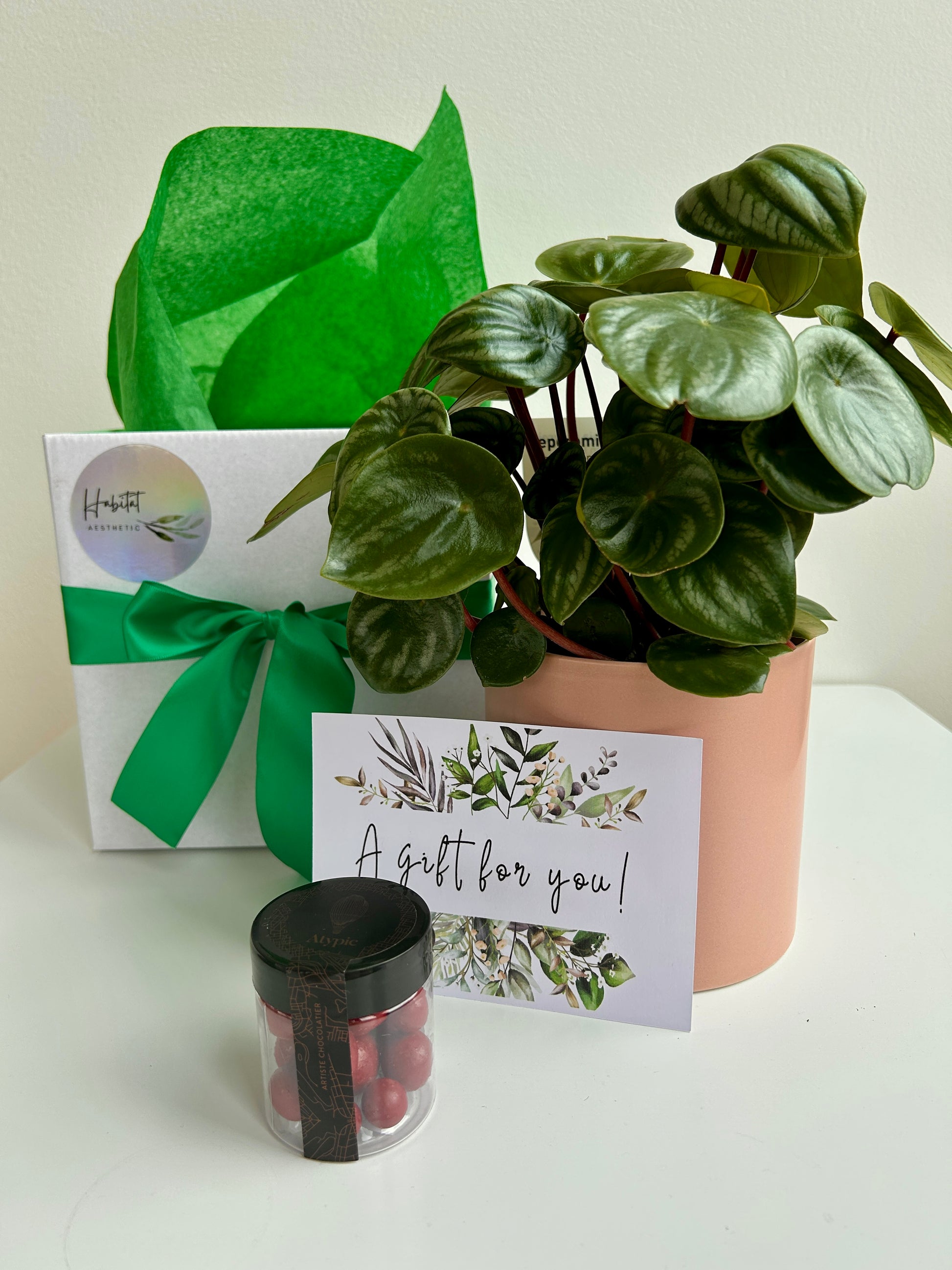 Plant Indulgence Gift Box Watermelon Peperomia Indoor Plant