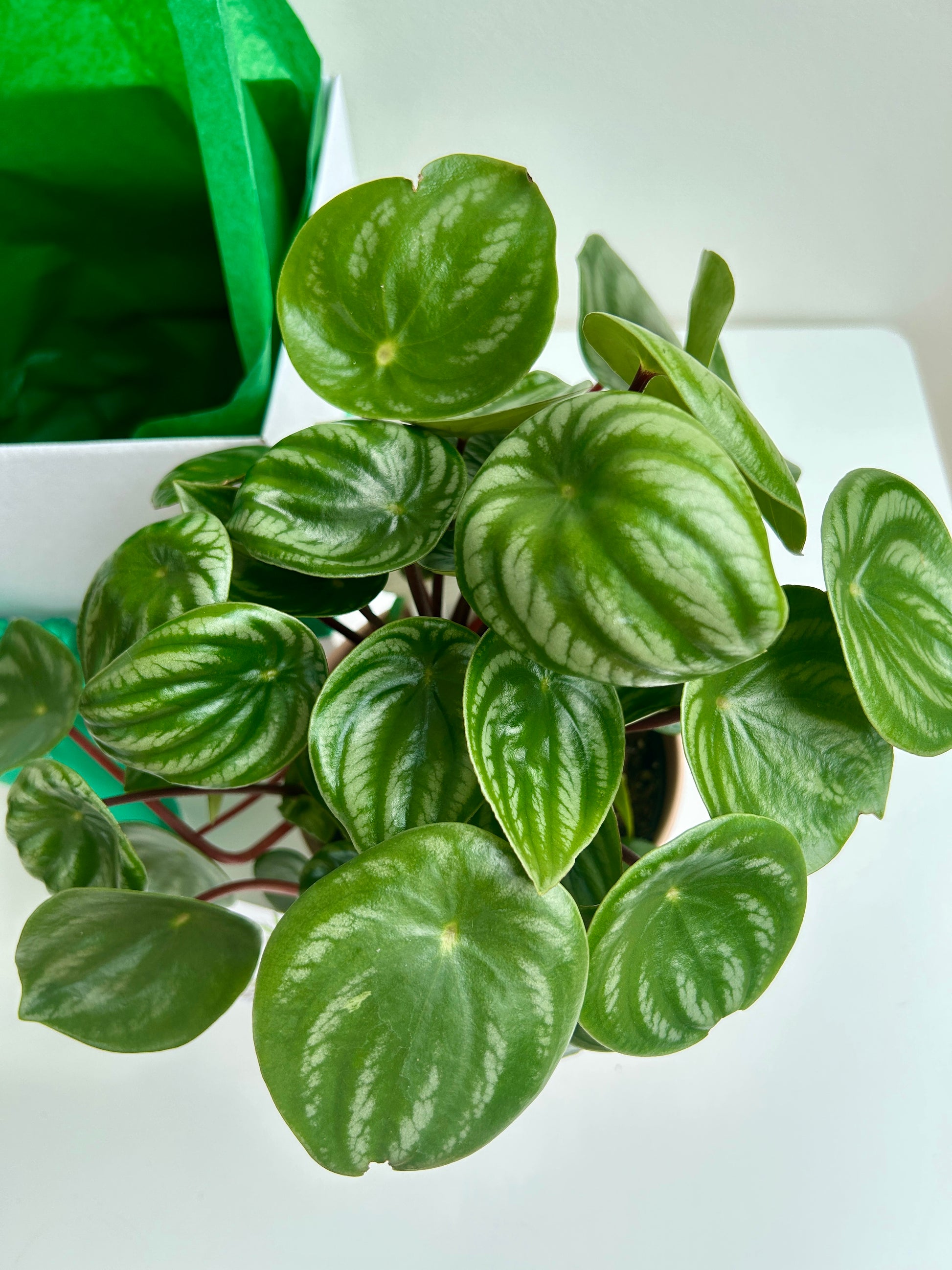 Plant Indulgence Gift Box Watermelon Peperomia Indoor Plant