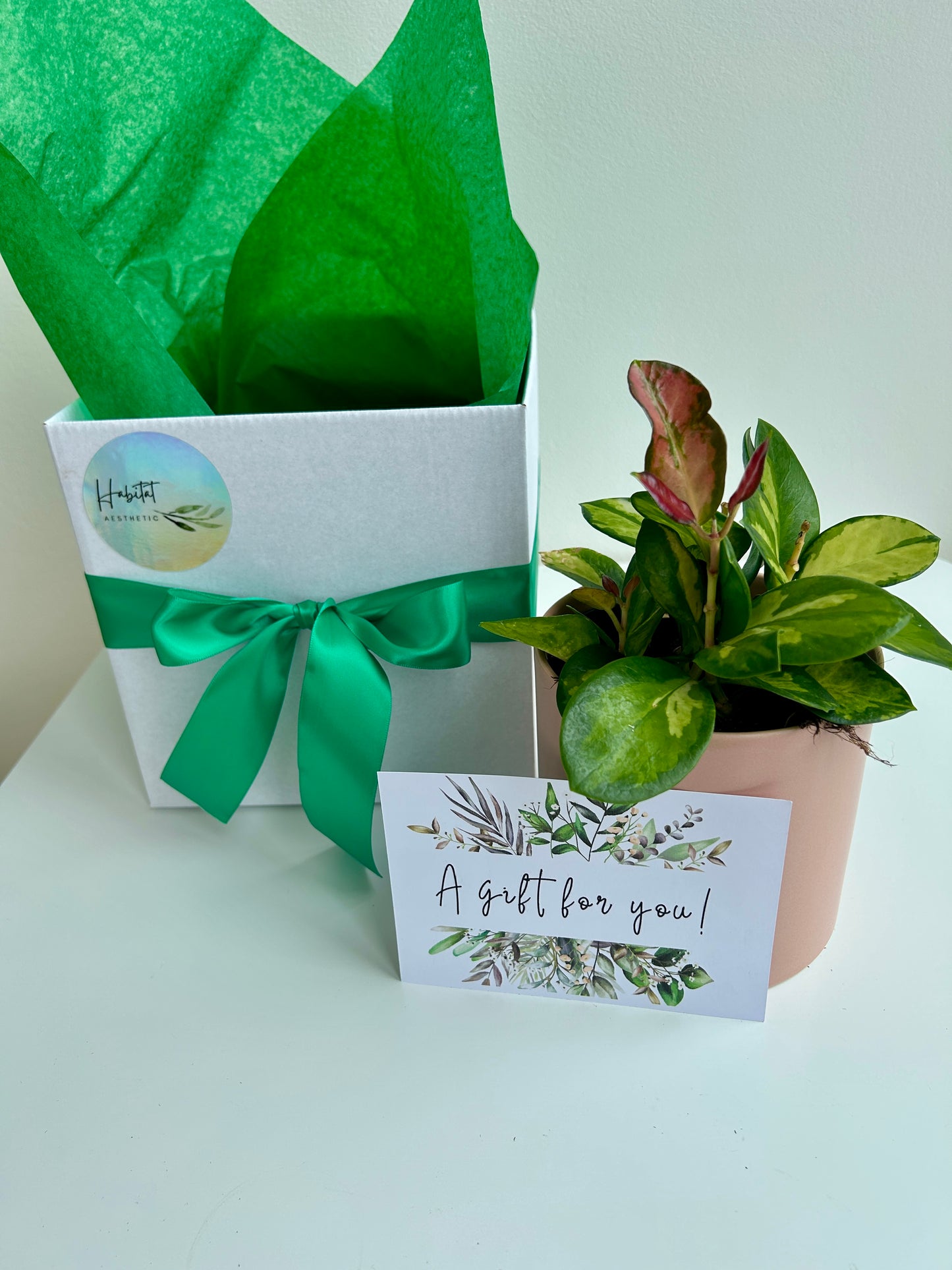 Plant Lovers Gift Box Hoya Indoor Plant