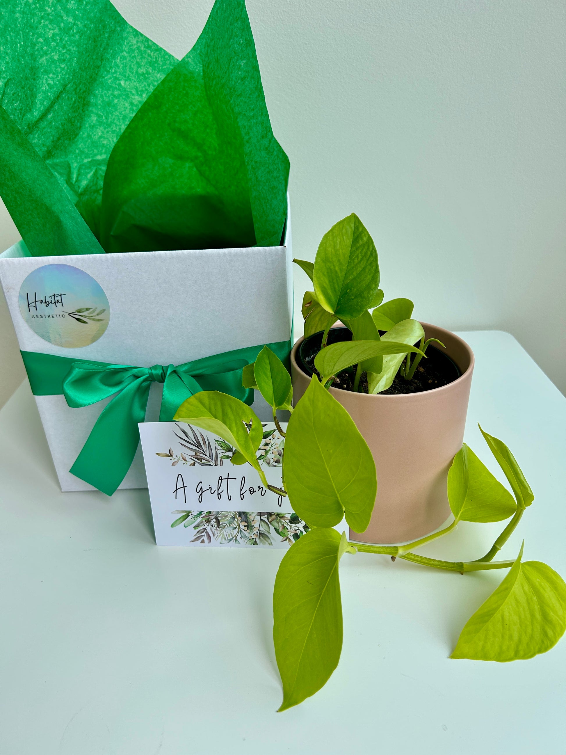 Plant Lovers Gift Box Neon Pothos Golden Indoor Plant