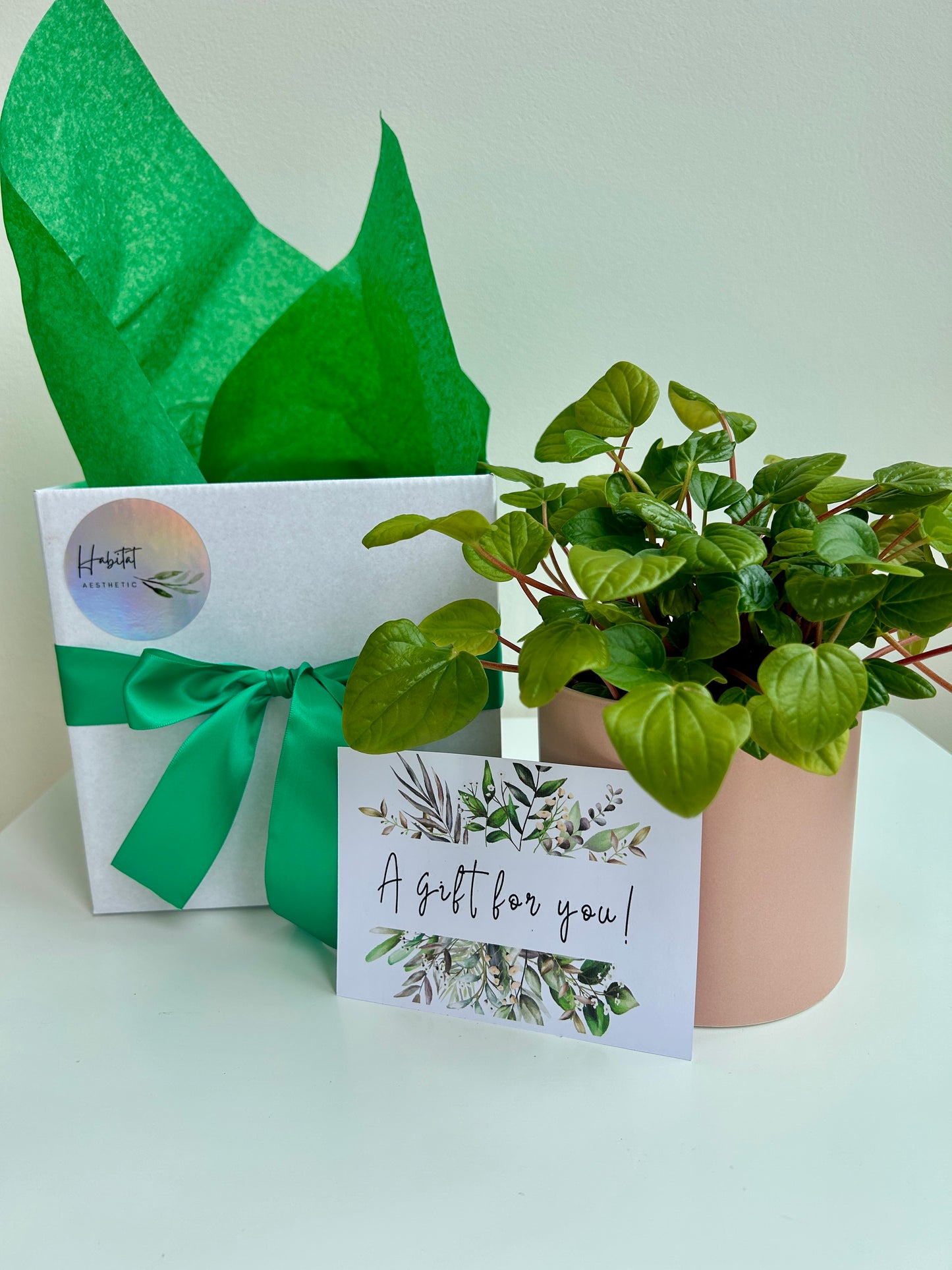 Plant Lovers Gift Box Peperomia Rana Verde Indoor Plant