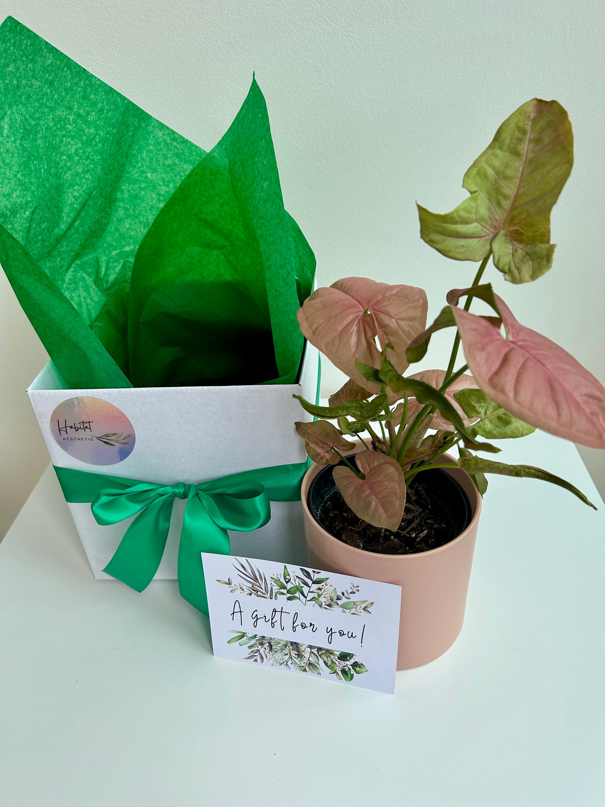 Plant Lovers Gift Box Pink Syngonium Neon Robusta Indoor Plant