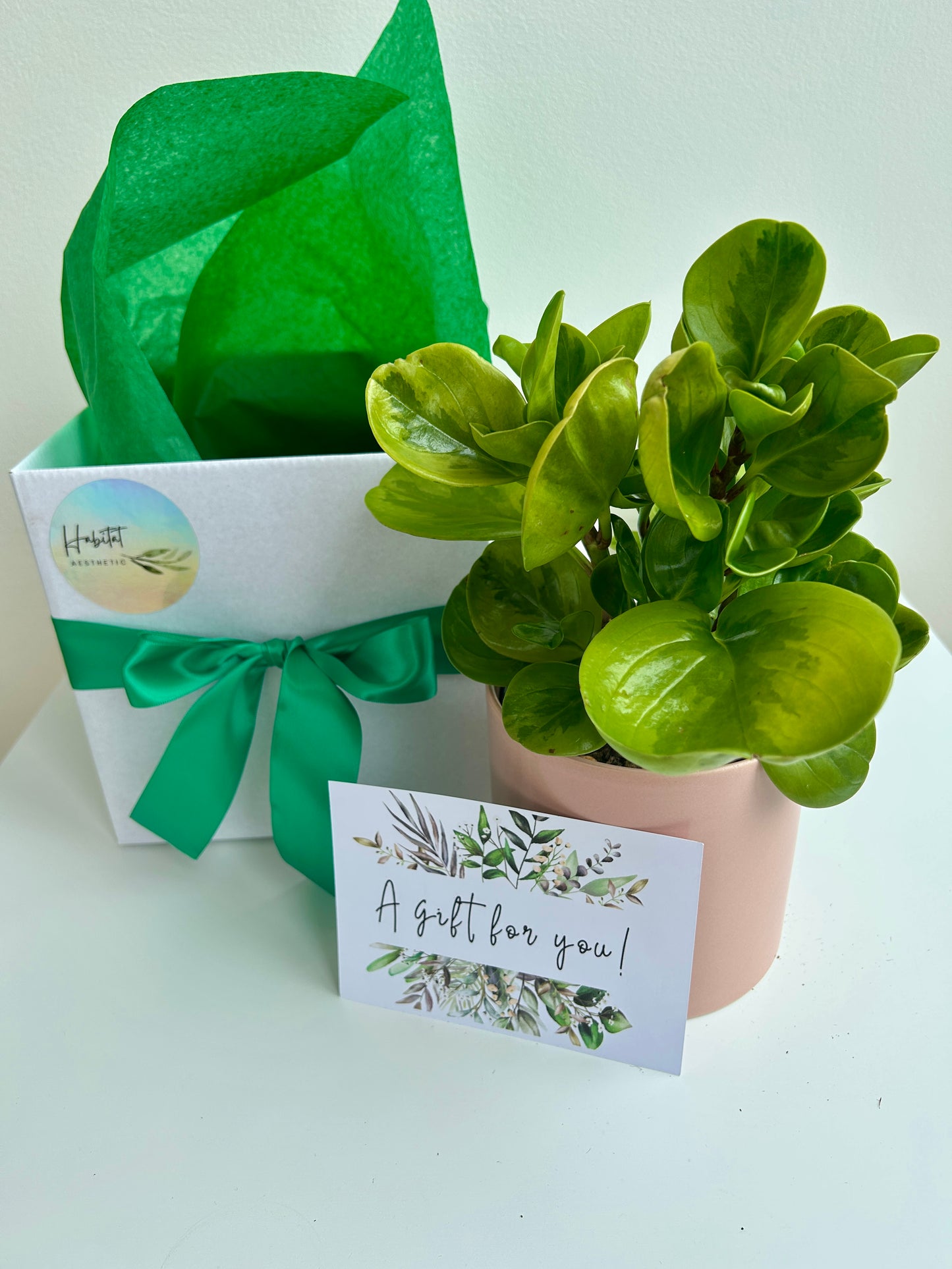 Plant Lovers Gift Box Rubber Plant Lemon Lime Indoor Plant