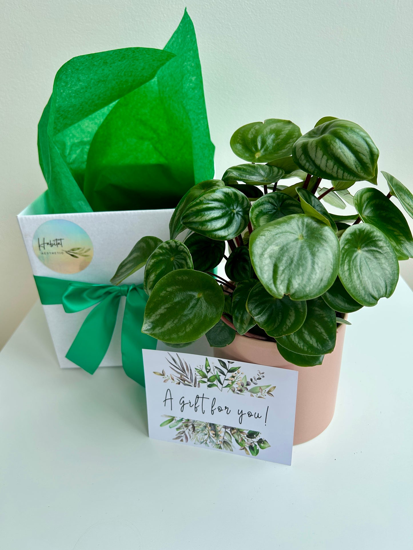 Plant Lovers Gift Box Watermelon Peperomia Indoor Plant
