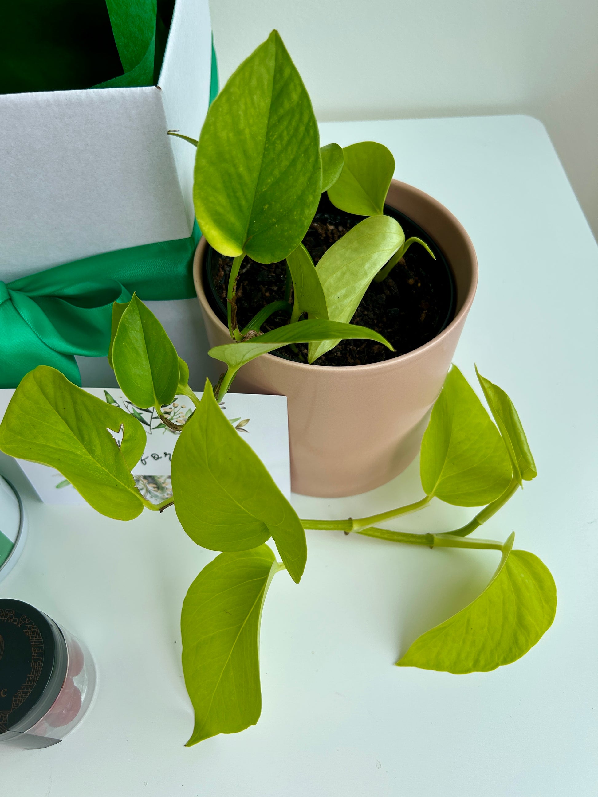 Plant & Pamper Gift Box Indoor Plant, Chocolates and Scented Soy Gem Candle Neon Pothos