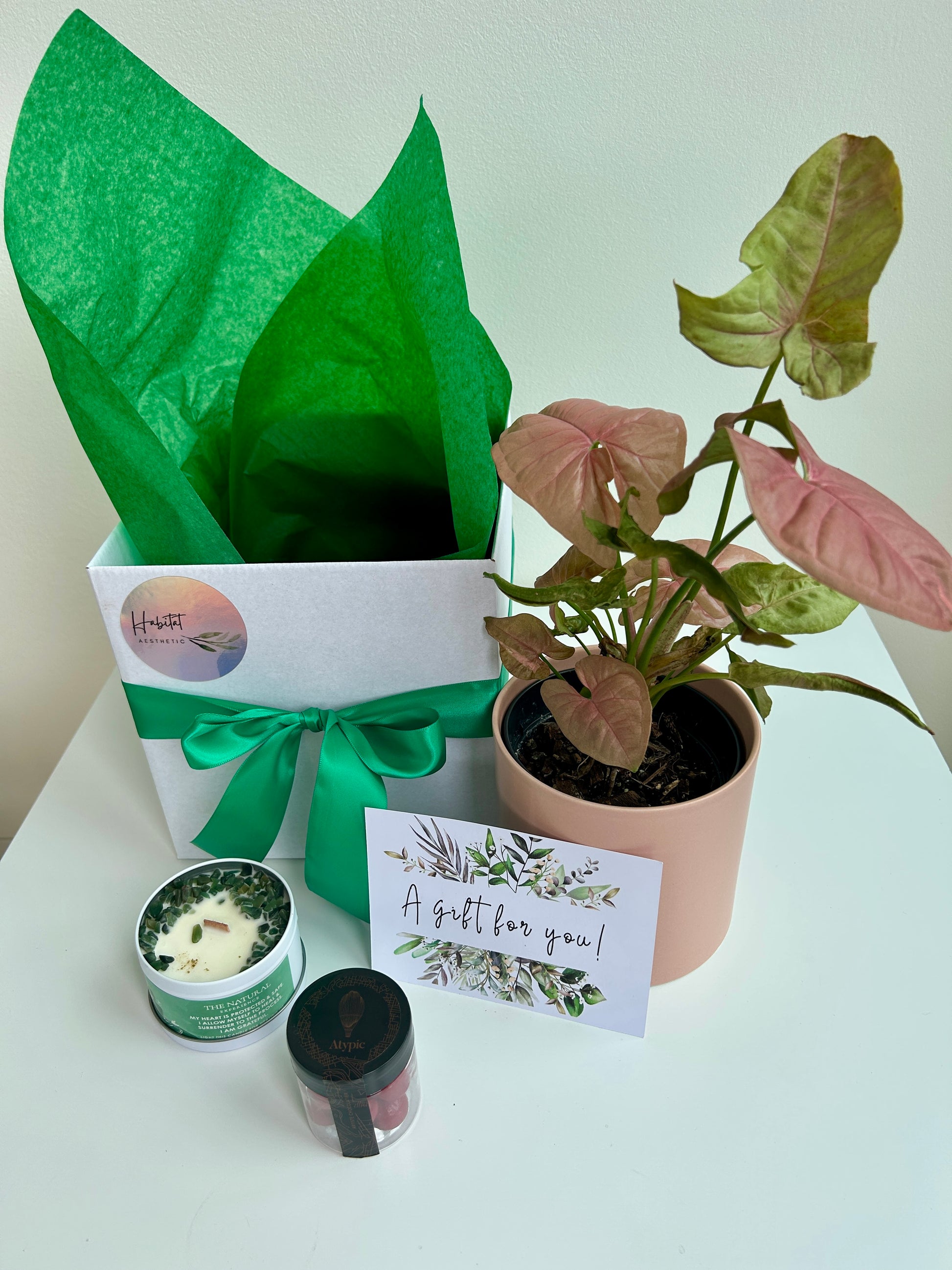 Plant & Pamper Gift Box Indoor Plant, Chocolates and Scented Soy Gem Candle Pink Syngonium Neon