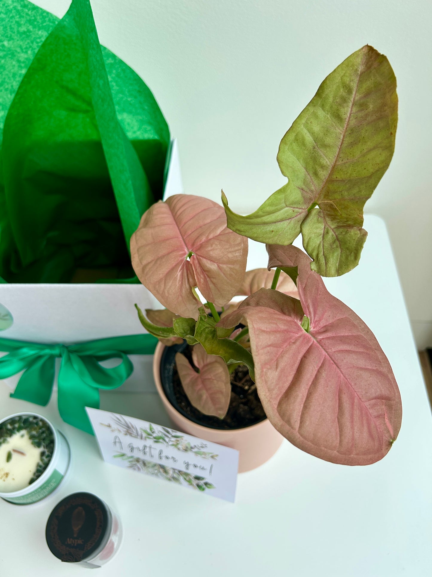 Plant & Pamper Gift Box Indoor Plant, Chocolates and Scented Soy Gem Candle Pink Syngonium Neon Robusta