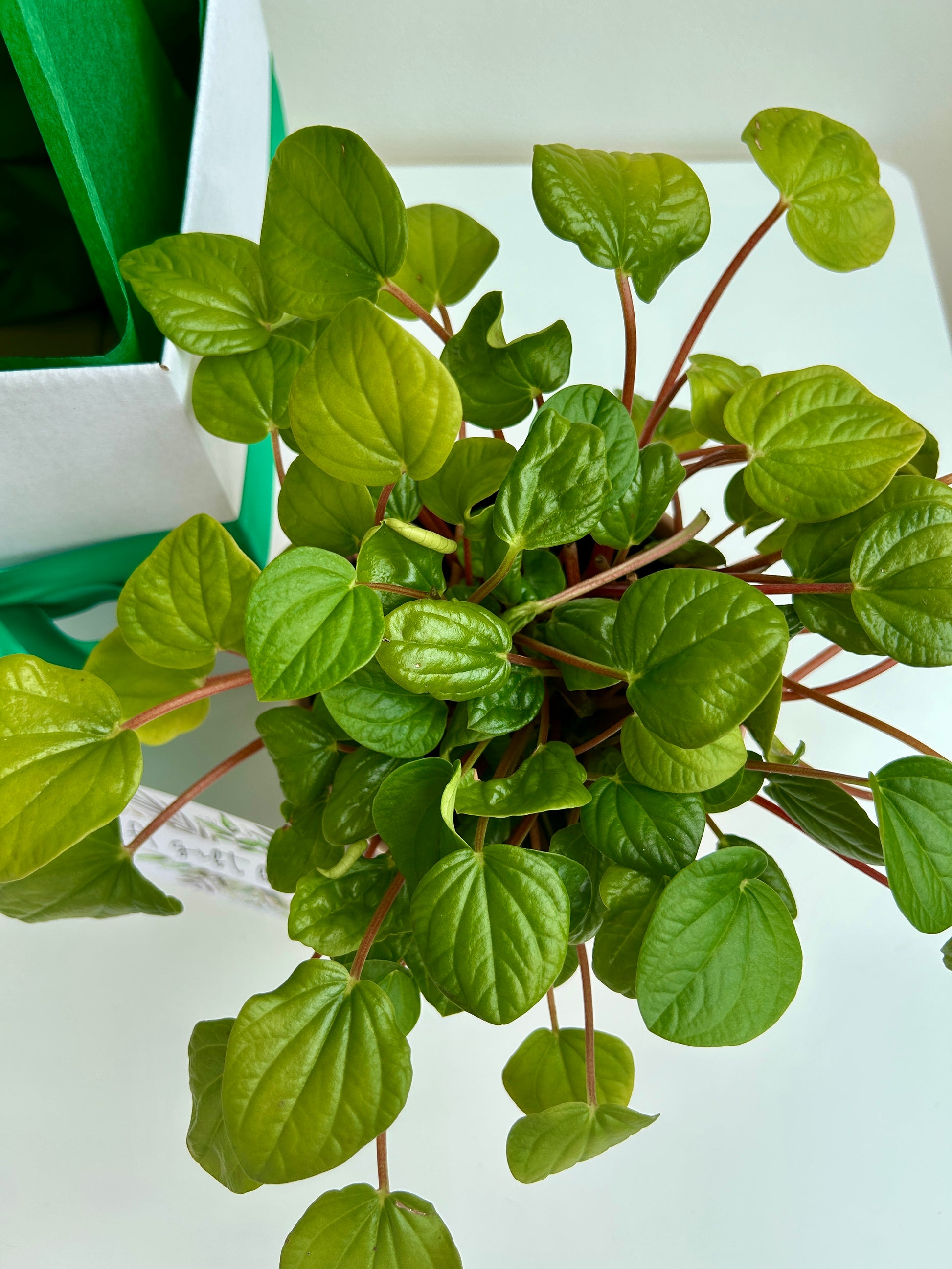 Plant & Pamper Gift Box Indoor Plant, Chocolates and Scented Soy Gem Candle Rubber Peperomia Rana Verde