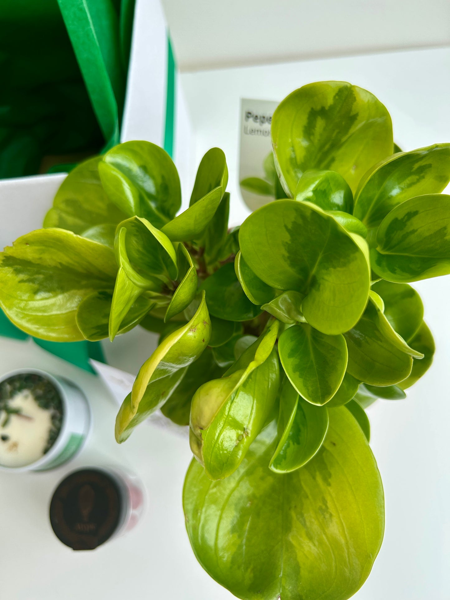 Plant & Pamper Gift Box Indoor Plant, Chocolates and Scented Soy Gem Candle Rubber Plant Lemon Lime