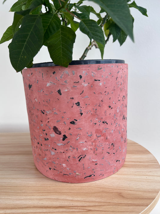 Poinsettia Tree (Euphorbia pulcherrima) 15cm in Blush Pink Terrazzo Pot