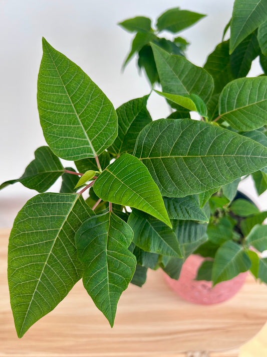 Poinsettia Tree Indoor Plant (Euphorbia pulcherrima) 15cm Leaves close up