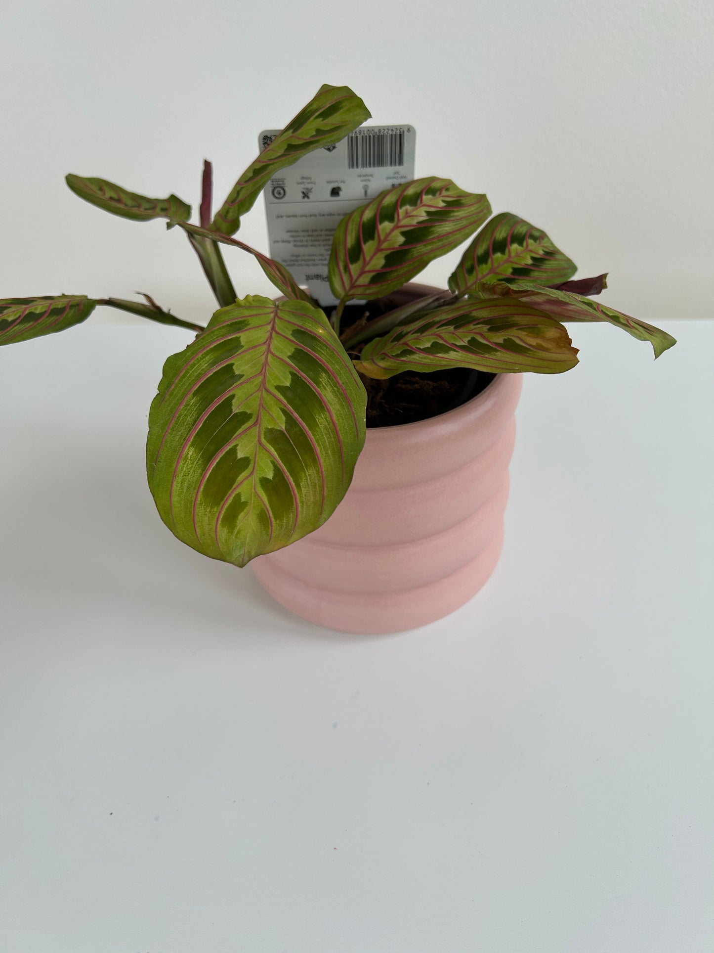 Prayer Plant Maranta Leuconeura in Blush Pink Ceramic Coil Pot 12cm