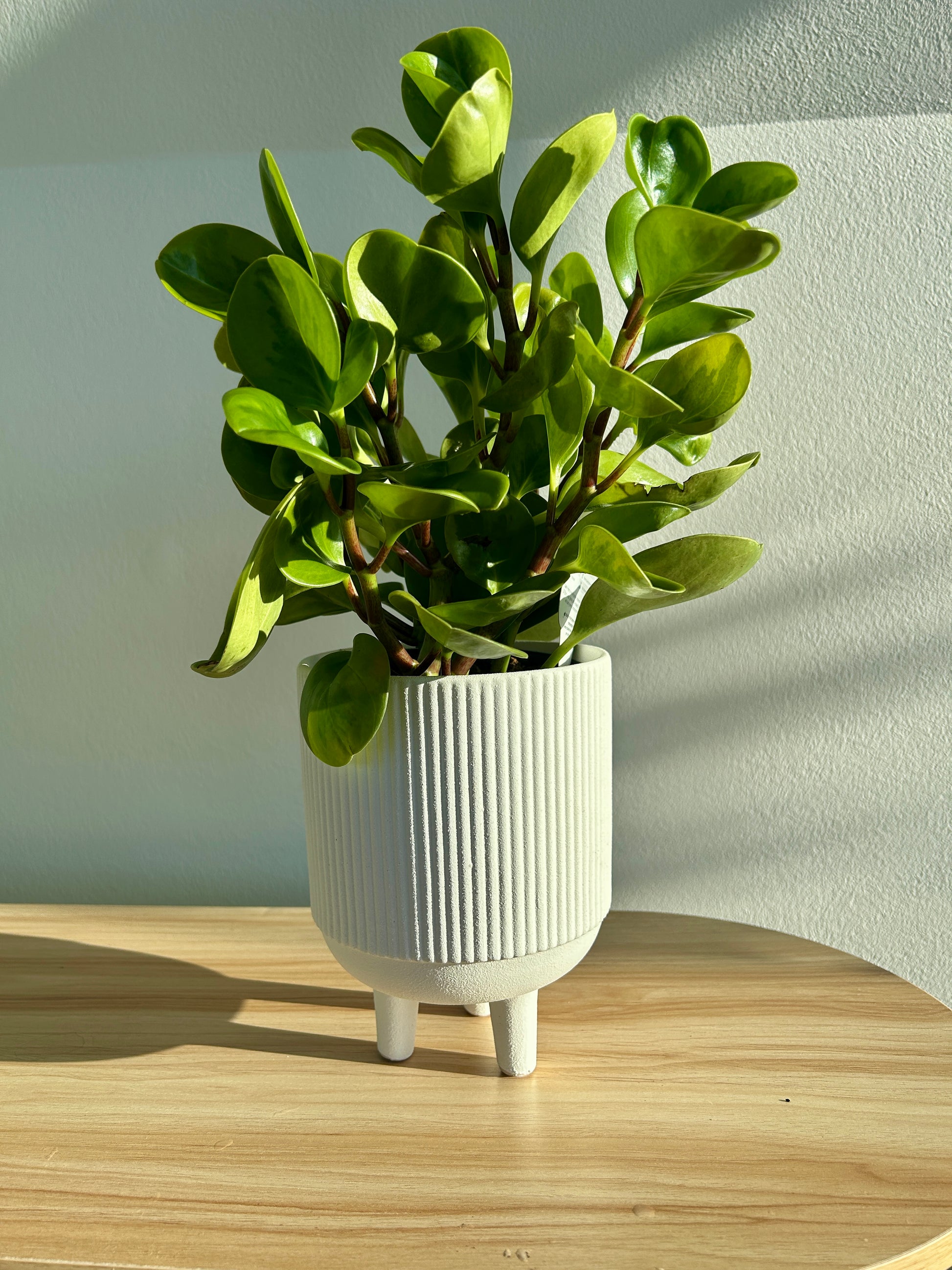 Ribbed White Ceramic Pot 12cm