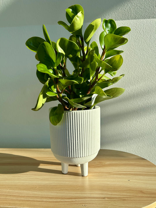 Ribbed White Ceramic Pot 12cm