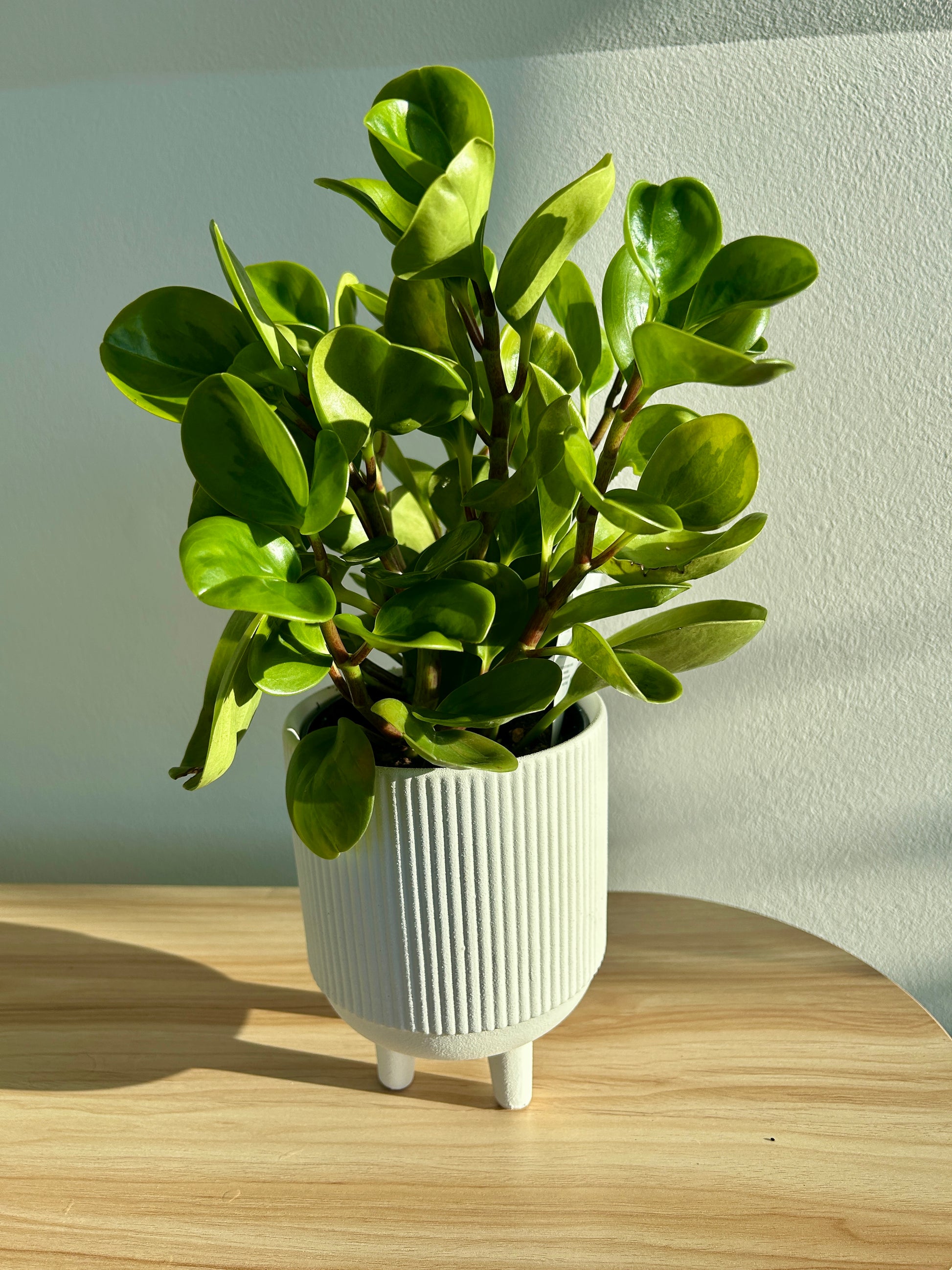 Ribbed White Ceramic Pot 12cm