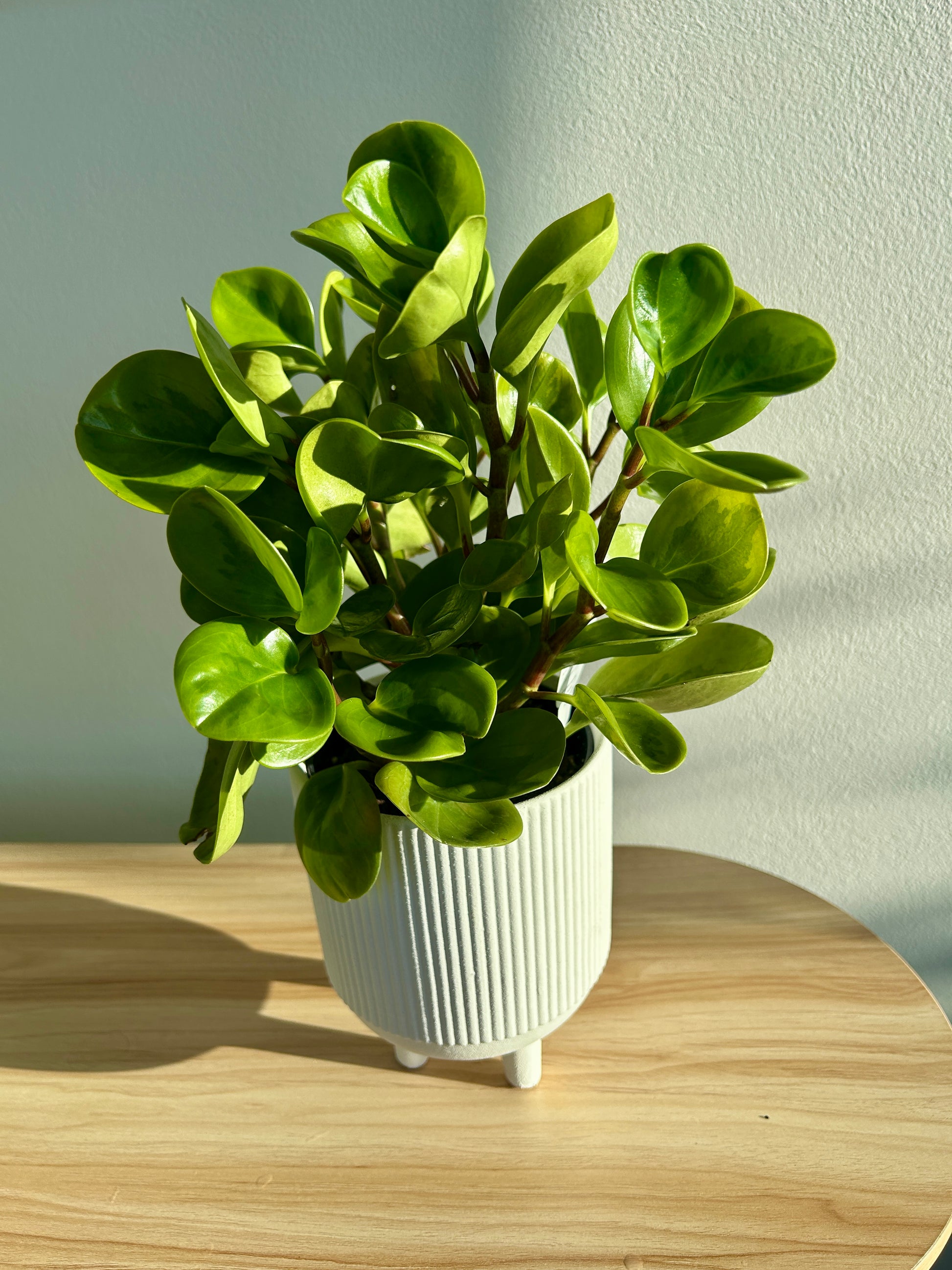 Ribbed White Ceramic Pot 12cm