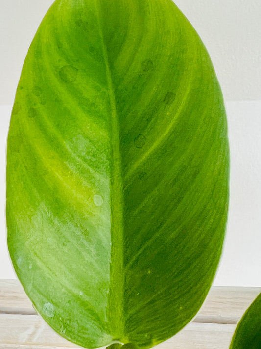 Rojo Congo Philodendron Congo 6cm indoor plant with pink Alpaca pot