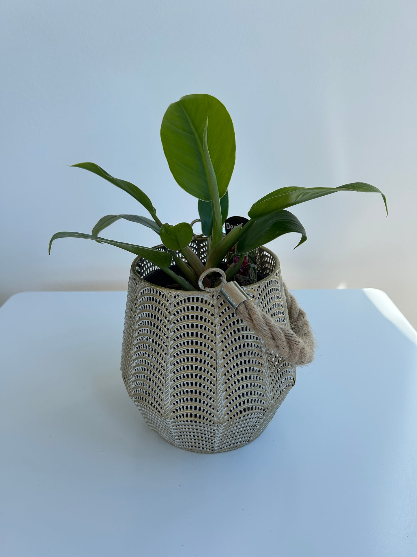 Rojo Congo Philodendron Congo 12cm indoor plant