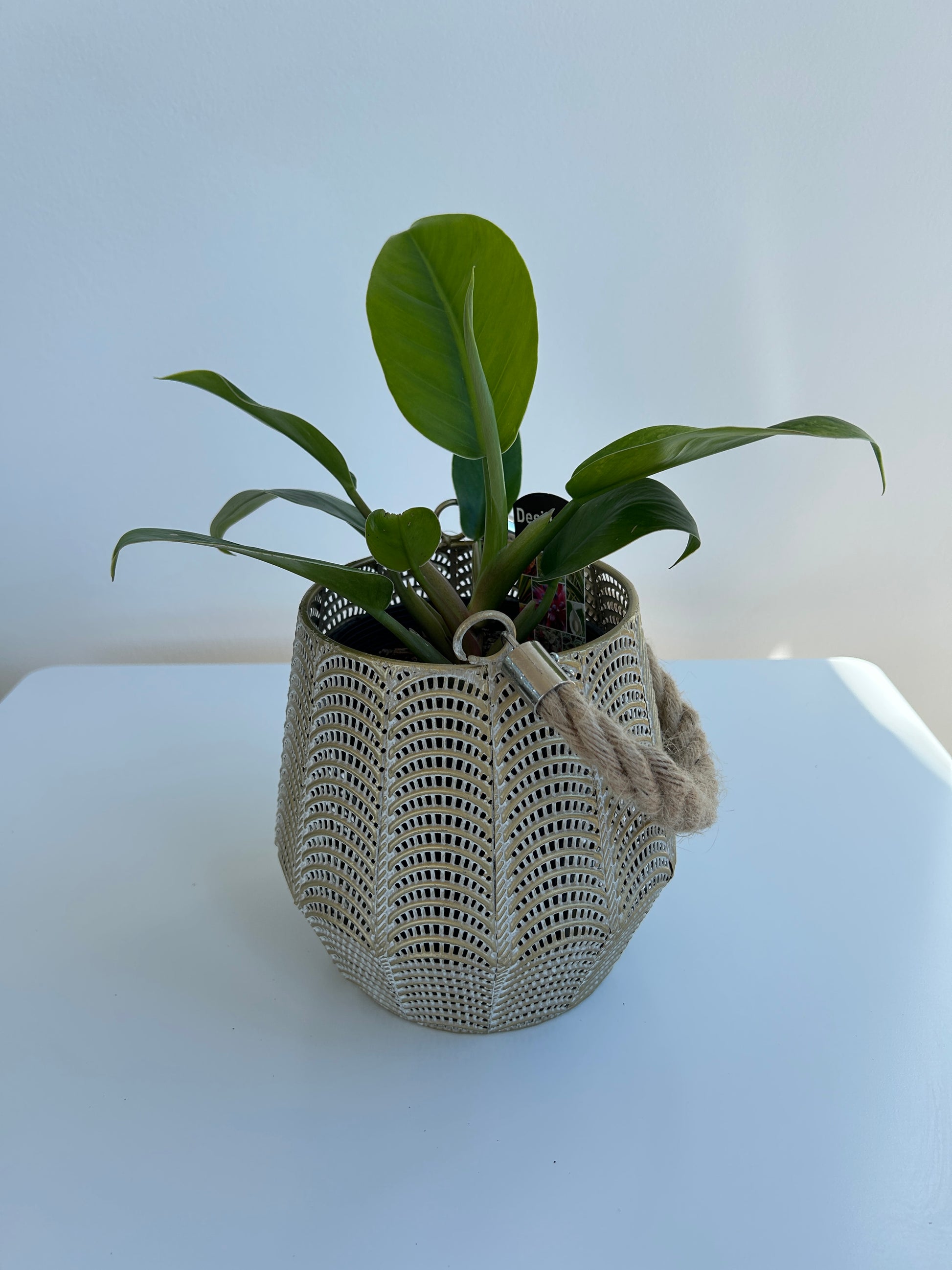 Rojo Congo Philodendron Congo 12cm indoor plant