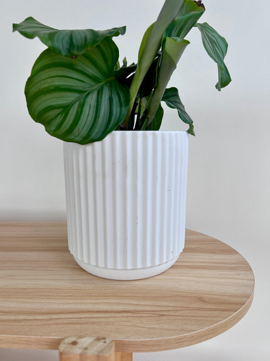 Round-Leaf Plant (Calathea Orbifolia) 14cm in White Ribbed Ceramic Pot 14cm