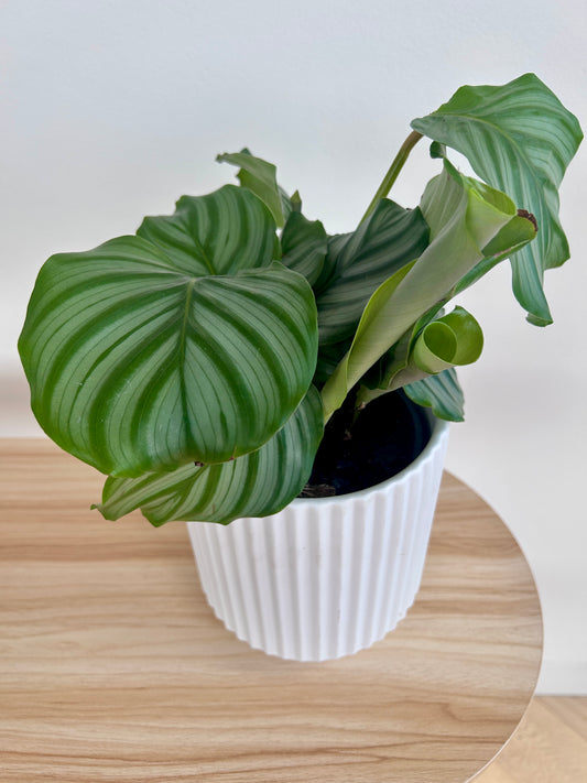 Round-Leaf Plant (Calathea Orbifolia) 14cm in White Ribbed Ceramic Pot 14cm Indoor Plant