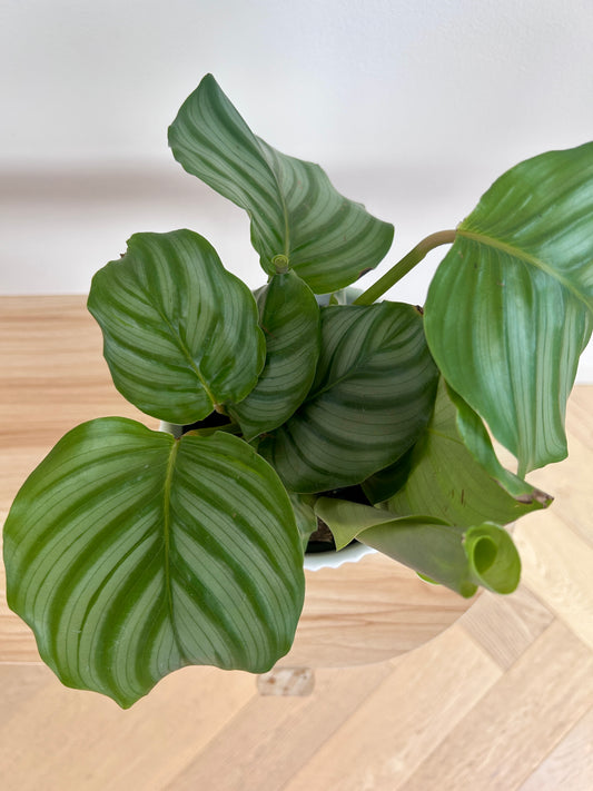 Round-Leaf Plant (Calathea Orbifolia) 14cm in White Ribbed Ceramic Pot 14cm Indoor Plant Boho Chic Decor