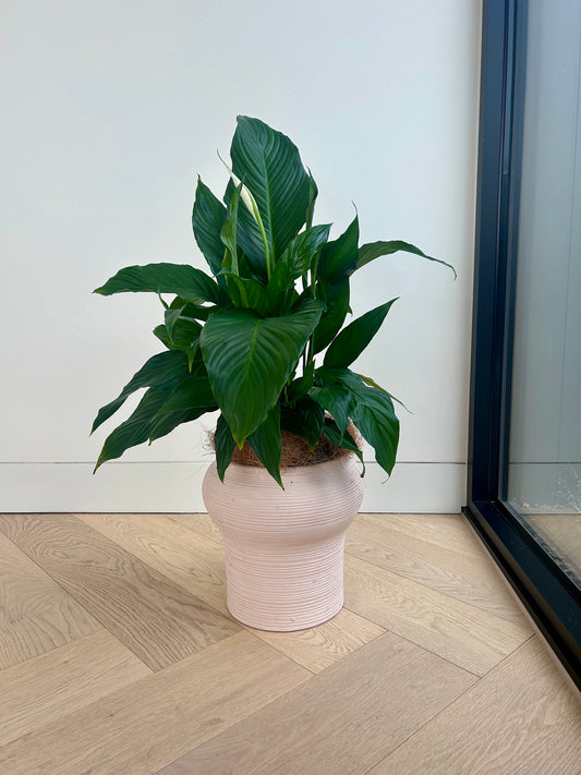 Sensation Peace Lily Plant (Spathiphyllum Sensation) 17cm