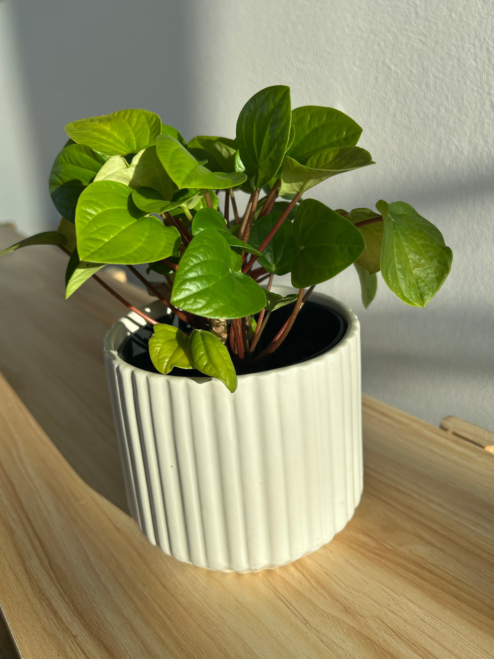 Snow White Ceramic Plant Pot 12cm