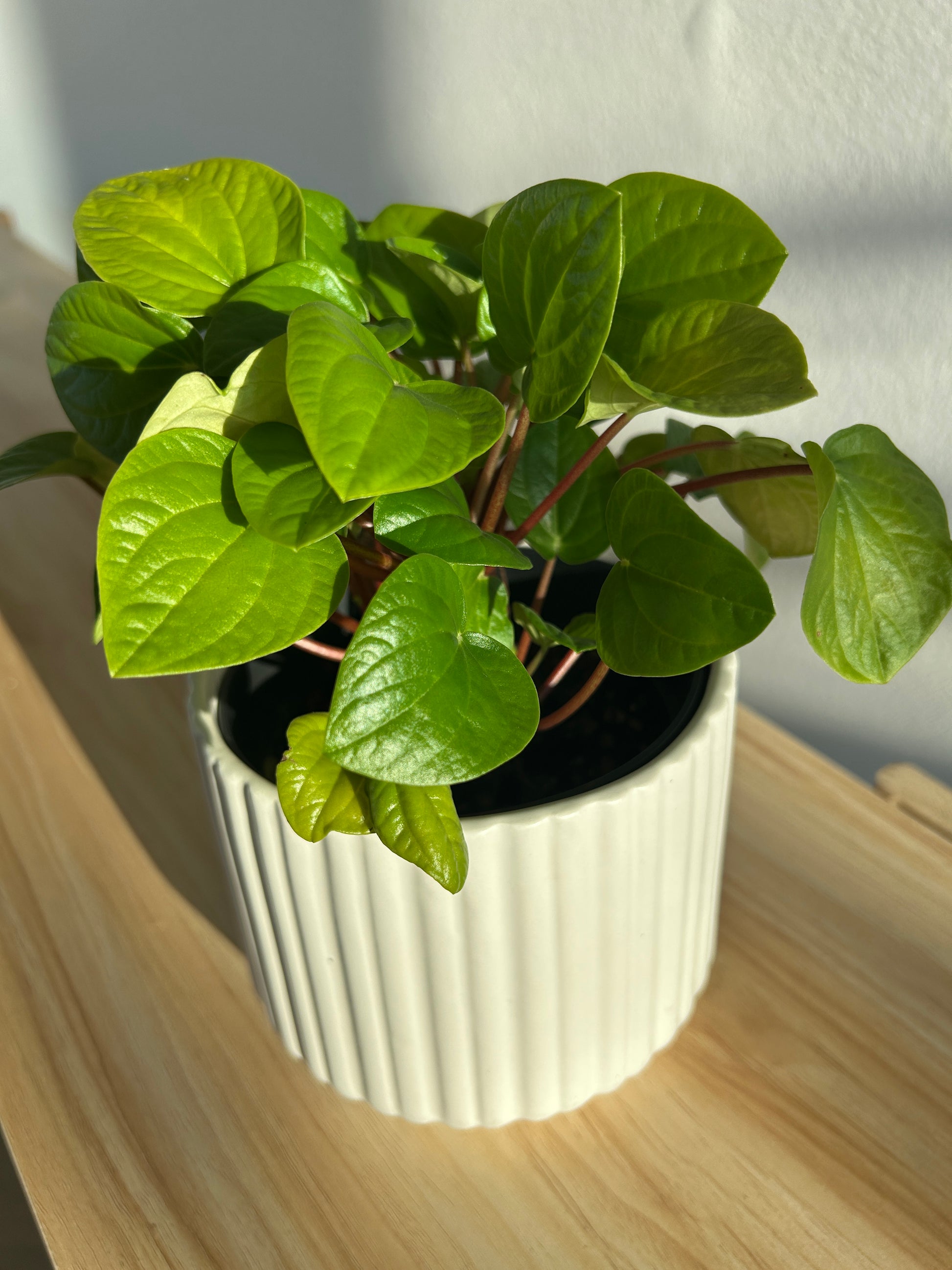 Snow White Ceramic Plant Pot 12cm with Peperomia Rana Verde