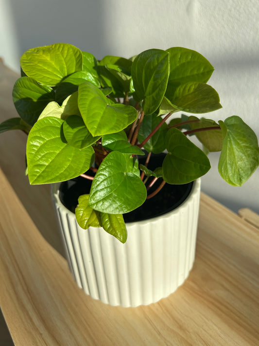 Snow White Ceramic Plant Pot 12cm with Peperomia Rana Verde