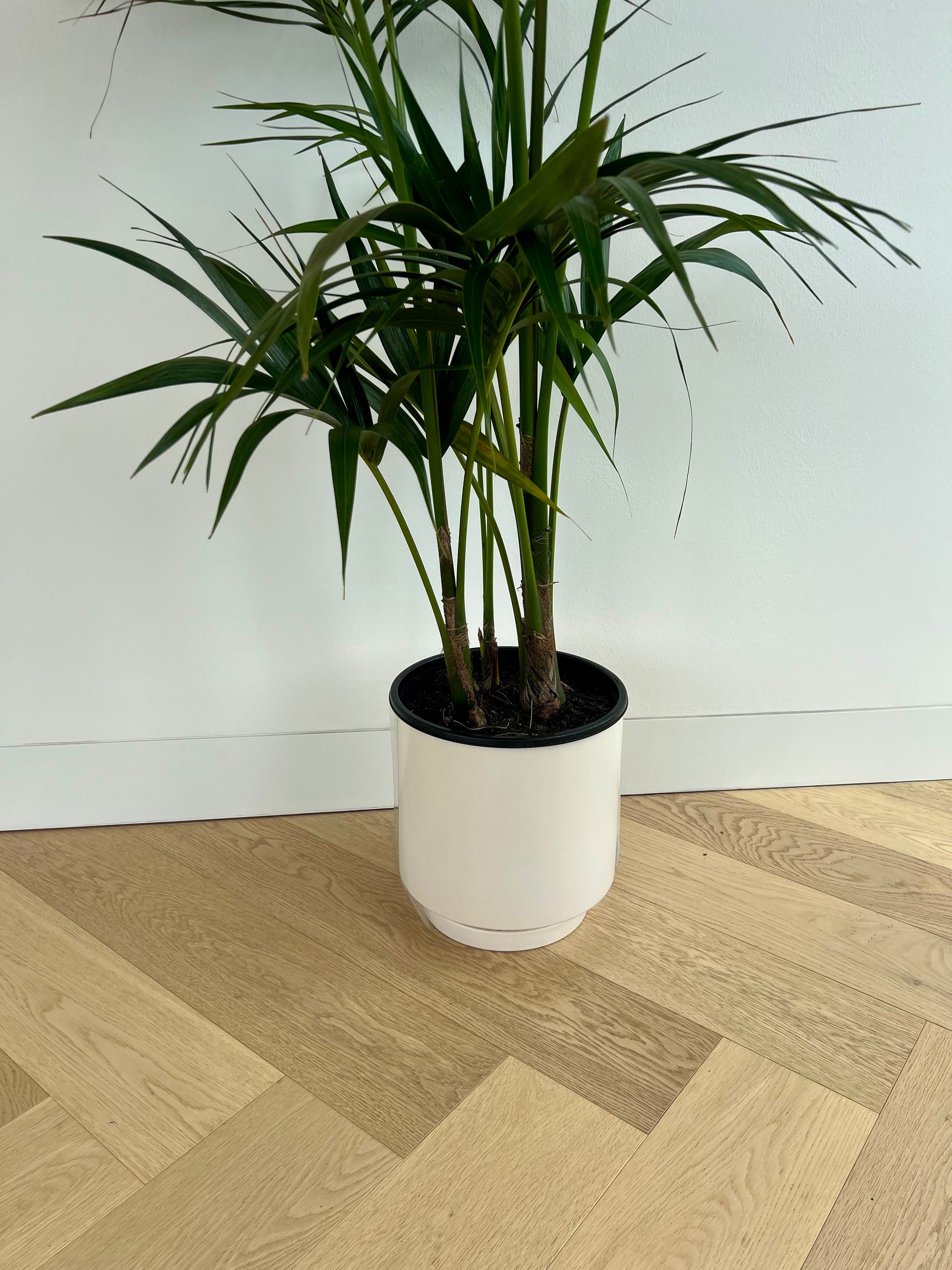 Snow White Ceramic Pot 24cm (with saucer) and Kentia Palm