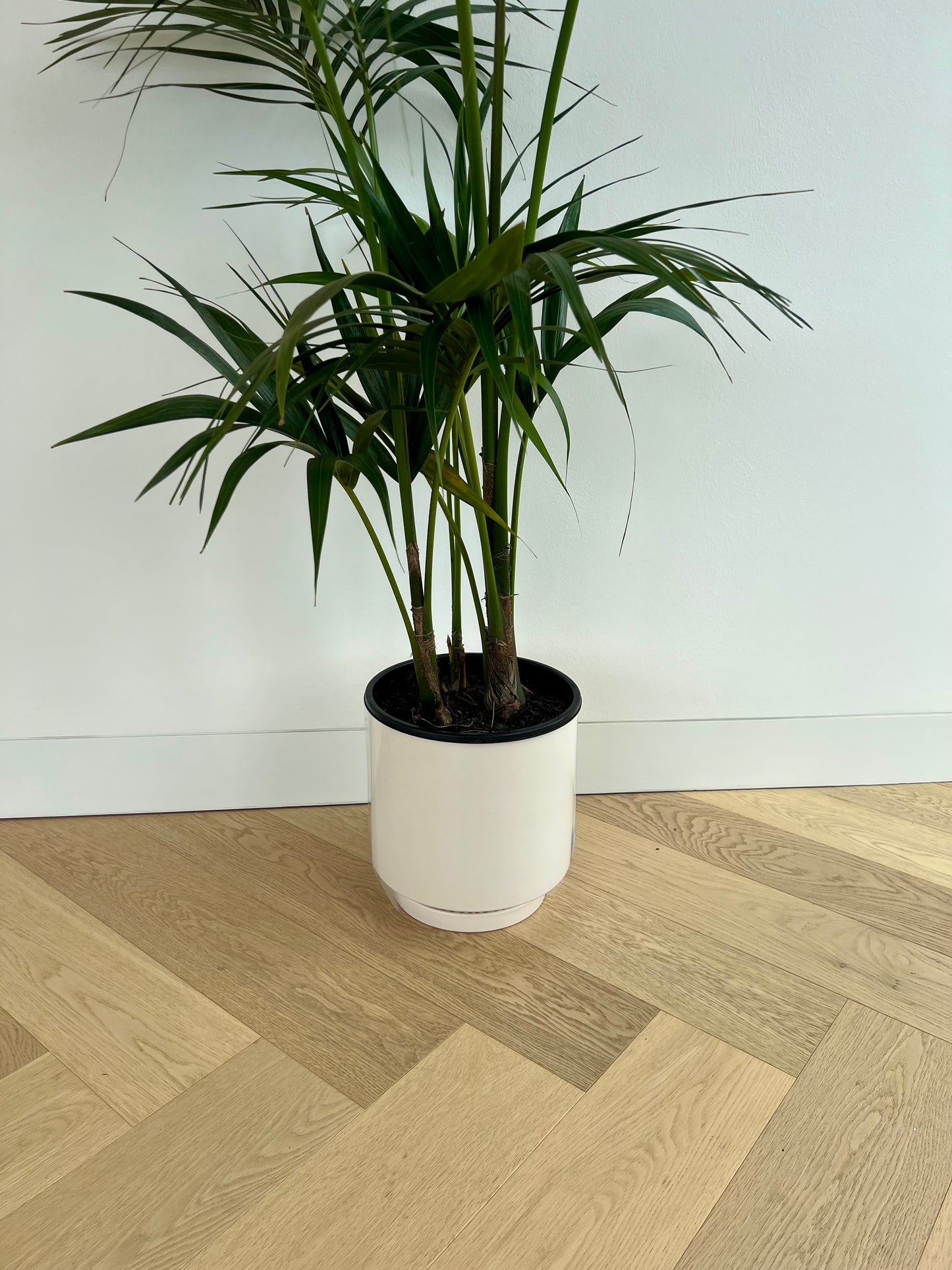 Snow White Ceramic Pot 24cm (with saucer) and Kentia Palm