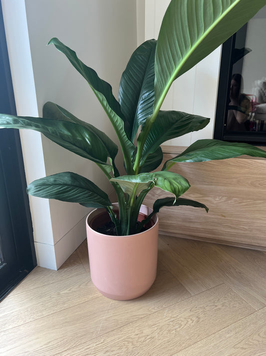 Blush Pink Large Ceramic Pot for Indoor Plant 24cm