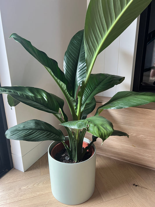 Sensation Peace Lily (Spathiphyllum Sensation) Indoor Plant 24cm for sale houseplant