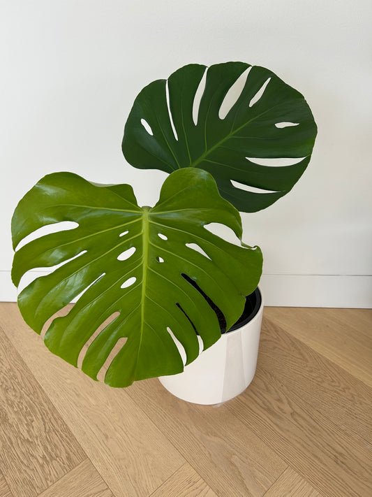 Swiss Cheese Monstera Deliciosa Indoor Plant Large 24cm