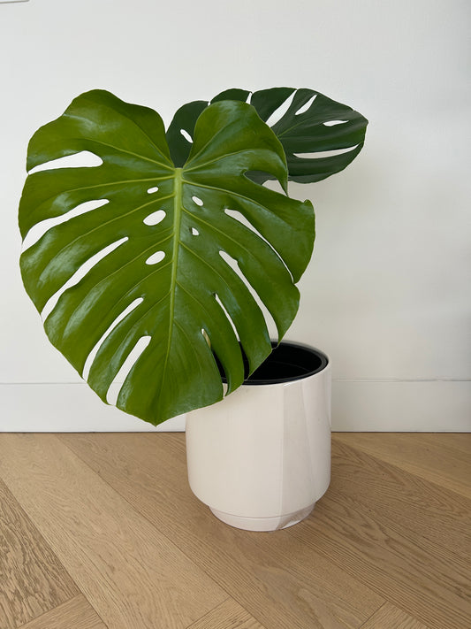 Swiss Cheese Monstera Deliciosa Indoor Plant Large 24cm