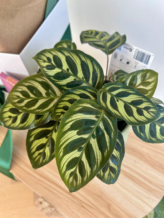 Teachers Gift Box Calathea Makoyana Decorative Foliage