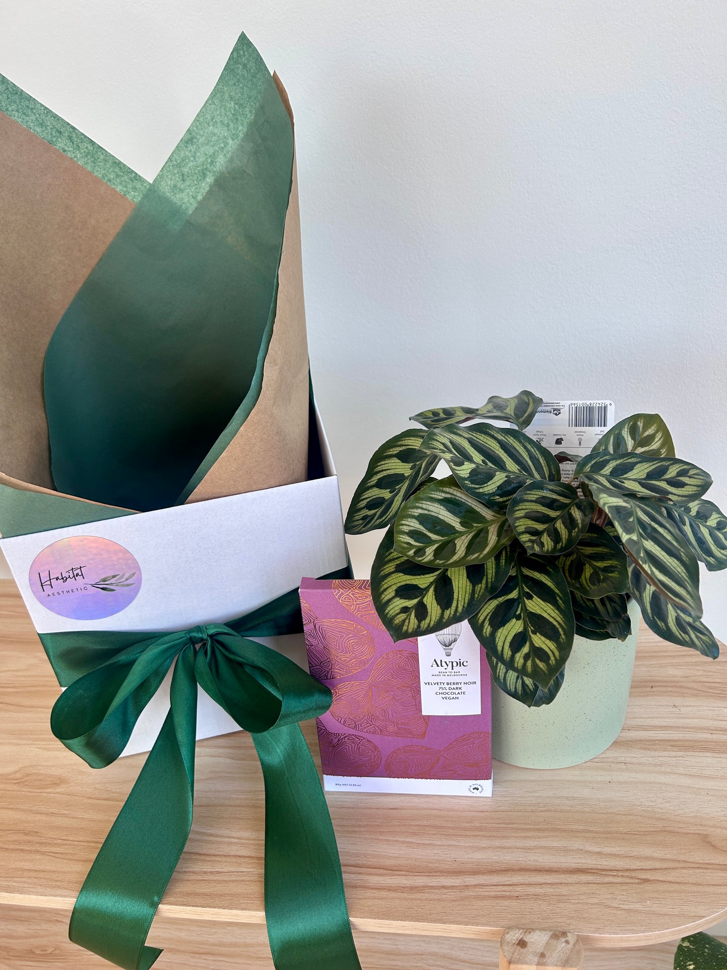 Teachers Gift Box Calathea Makoyana Decorative Foliage Atypic Chocolate Mint Green Speckle Ceramic Pot Thoughtful Gift that grows