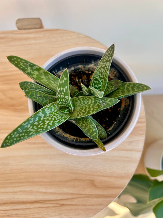 Tiger Aloe (Gonialoe variegata) 10cm