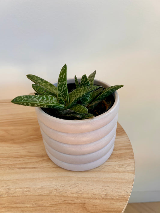 Tiger Aloe (Gonialoe variegata) 10cm in beige coil pot