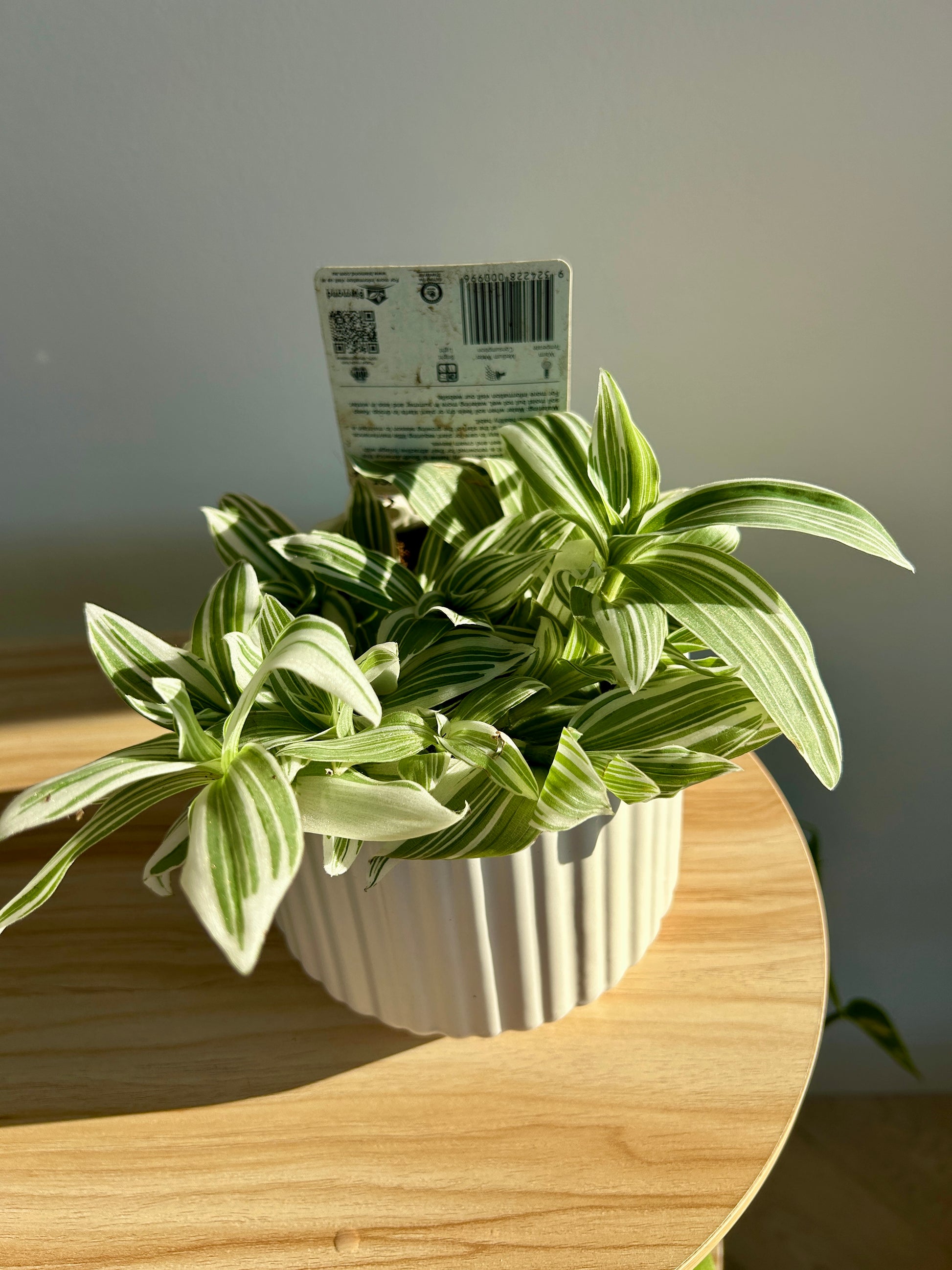 Tradescantia Fluminesis Quicksilver Indoor Plant 12cm Variegated Leaves
