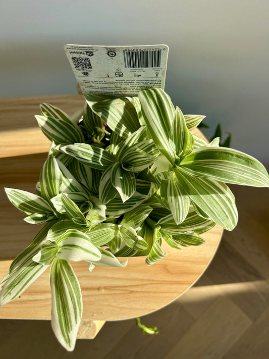 Tradescantia Fluminesis Quicksilver Indoor Plant 12cm Variegated Leaves Trailing Plant