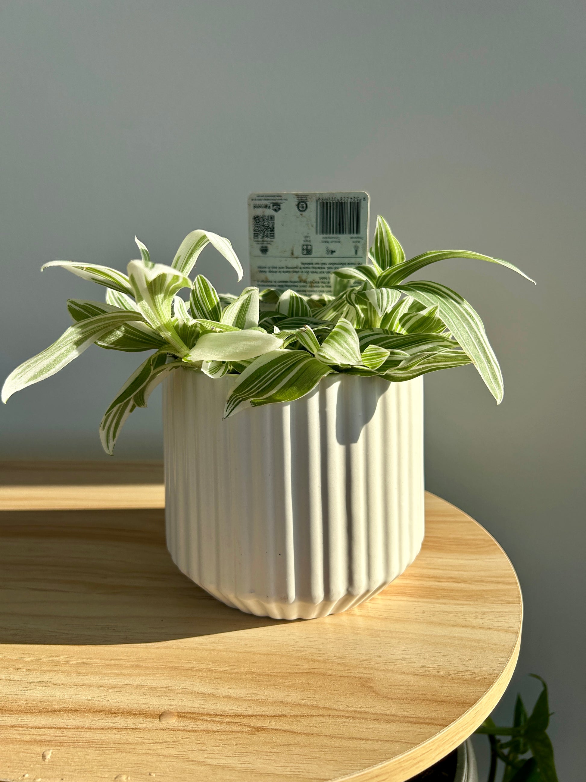 Tradescantia Fluminesis Quicksilver Indoor Plant 12cm Variegated Leaves in White Ribbed Ceramic Pot