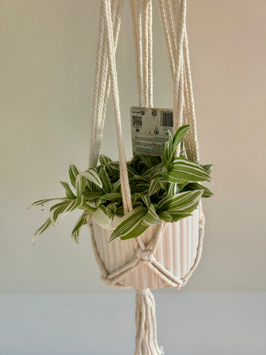 Tradescantia Fluminesis Quicksilver Indoor Plant 12cm boho chic