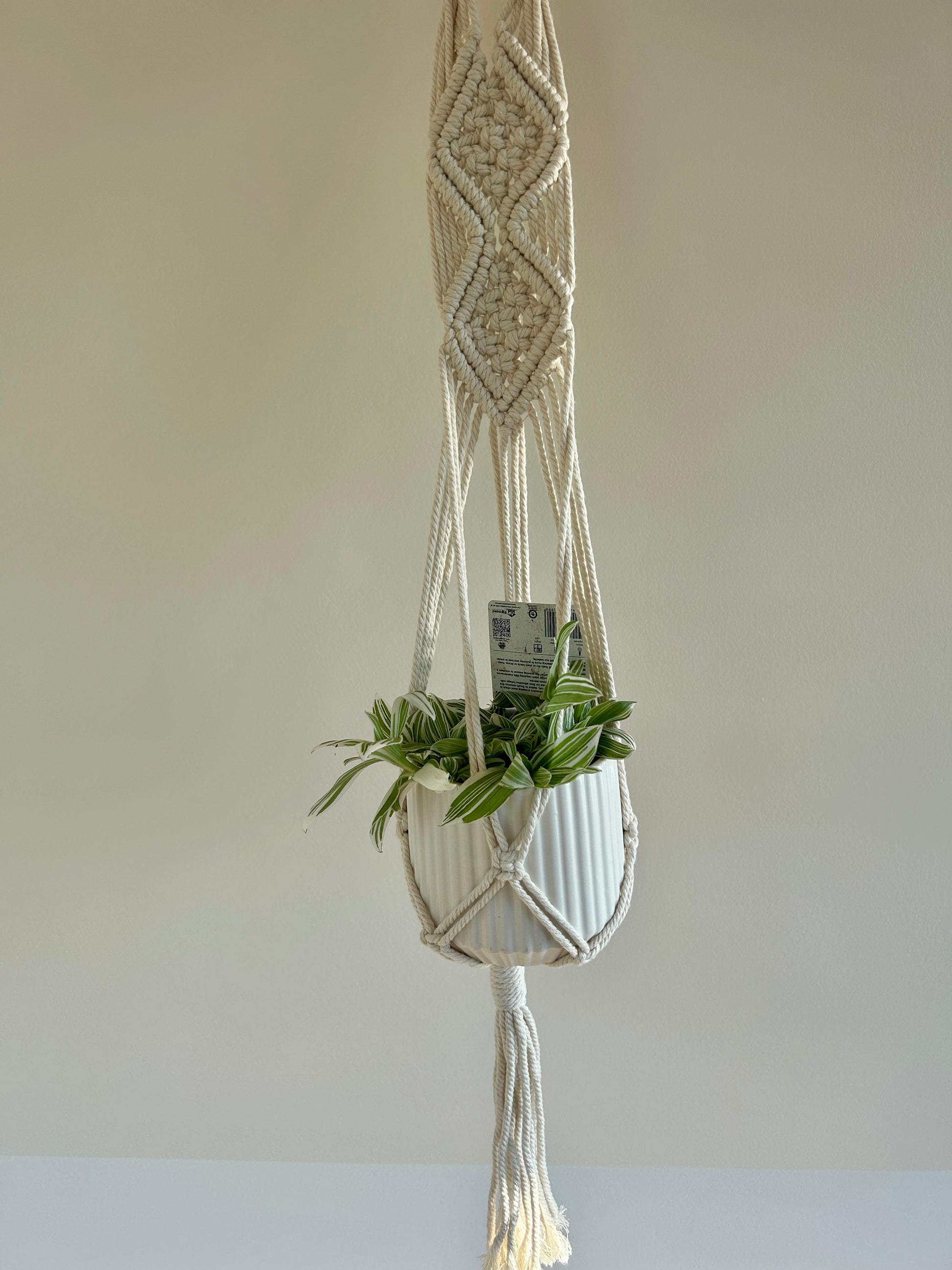 Tradescantia Fluminesis Quicksilver Indoor Plant 12cm hanging plant in macrame plant hanger