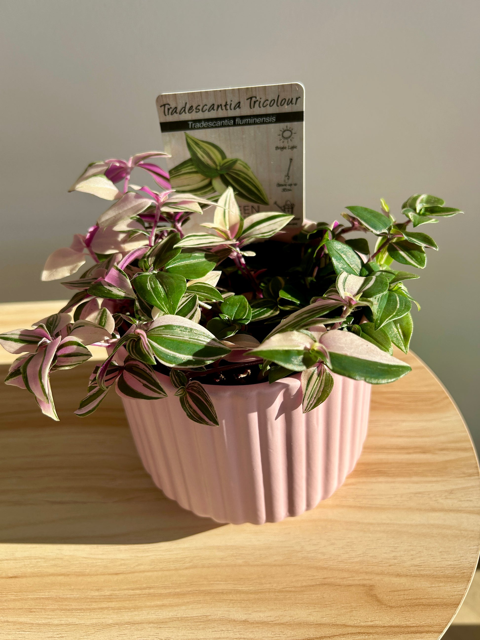 Tradescantia Fluminesis Tricolour Indoor Plant 12cm