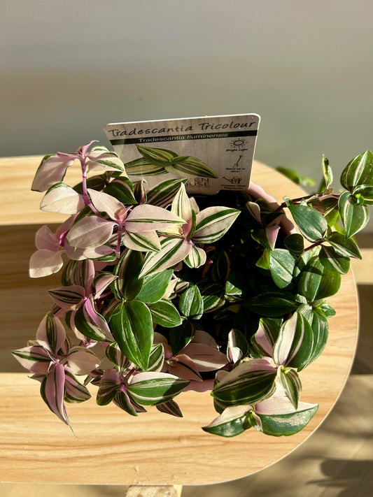 Tradescantia Fluminesis Tricolour Indoor Plant 12cm Variegated Leaves