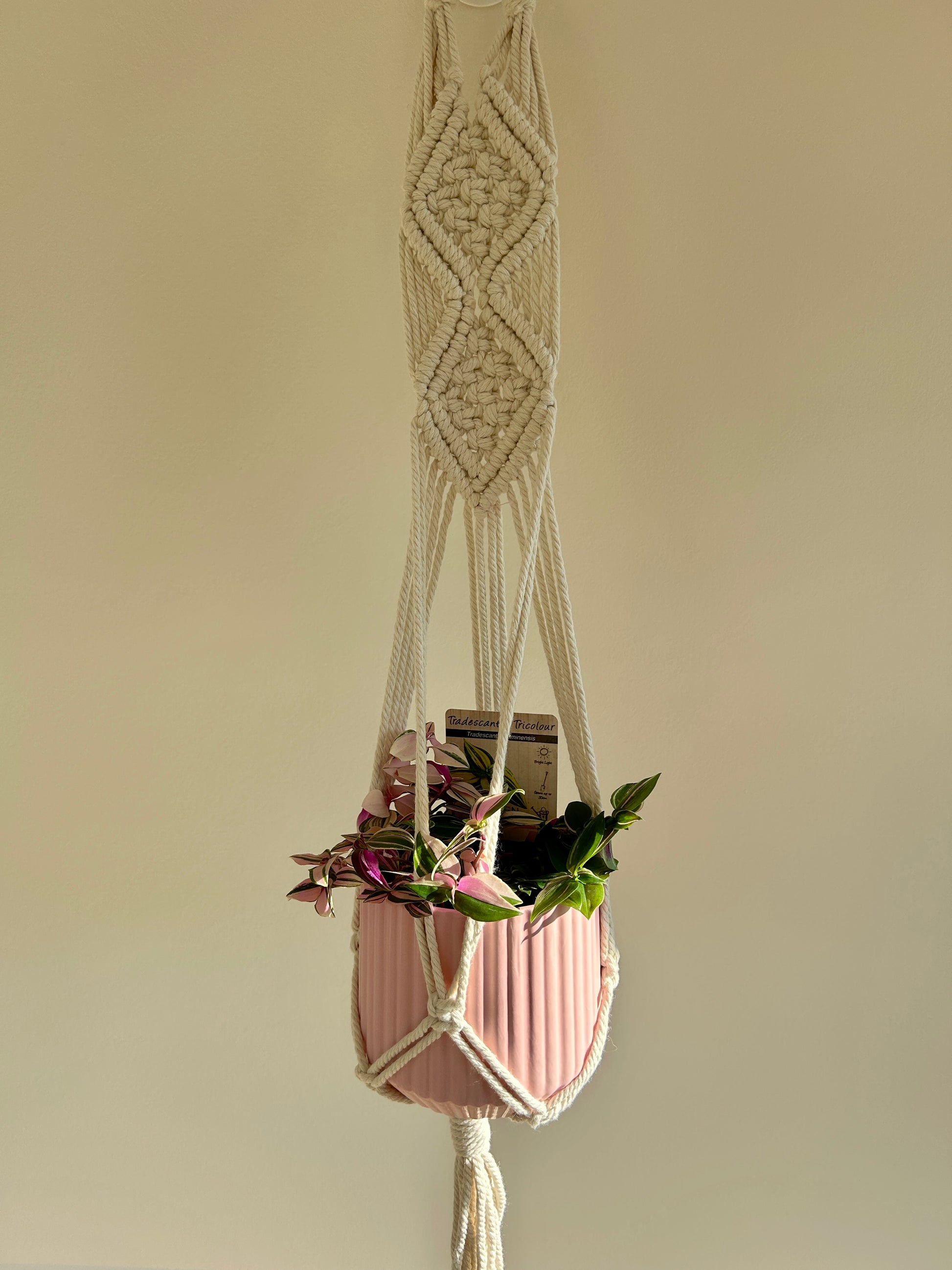 Tradescantia Fluminesis Tricolour Indoor Plant 12cm in Diamond Macrame Boho Chic Decor